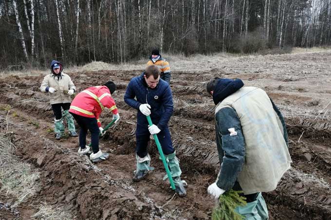 Сегодня День работников леса. С какими результатами его встречают лесничества Мстиславского района