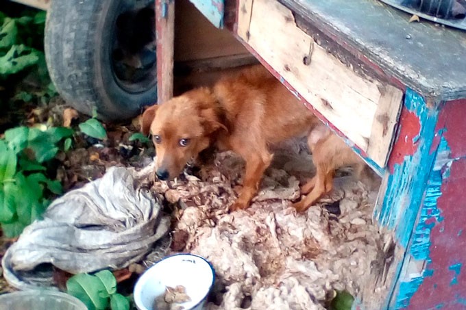 Жительница Рязанцев сообщила о ненадлежащем содержании животных