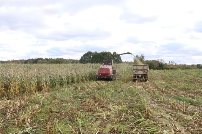 Аграрии убирают кукурузу на зерно и силос. Посмотрите, как идёт работа в поле