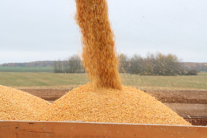 Уборка кукурузы на силос и зерно. Узнали об успехах аграриев