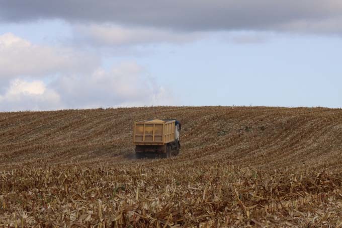 Мстиславские аграрии приступили к уборке кукурузы на зерно. Узнали, кто в лидерах