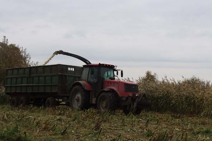 Аграрии района убирают кукурузу на зерно и силос. Как идут работы в ОАО «Мазоловское»