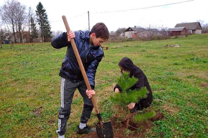 В Мушино молодёжь и представители сельисполкома посадили аллею сосен