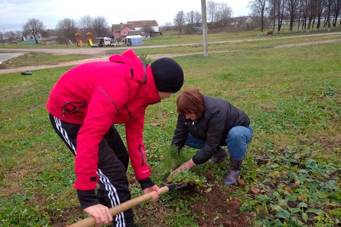 В Мушино молодёжь и представители сельисполкома посадили аллею сосен