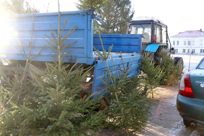 В Мстиславле открылись ёлочные базары.