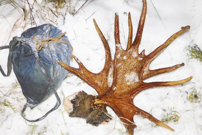 охота на лося.