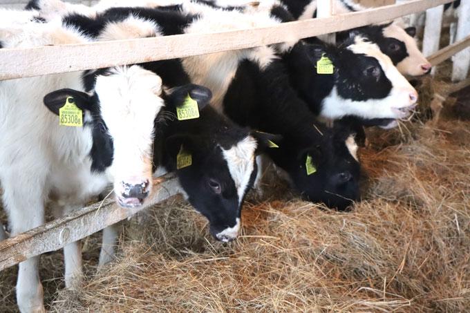 В сельхозпредприятии бригадир скрыл падёж КРС.