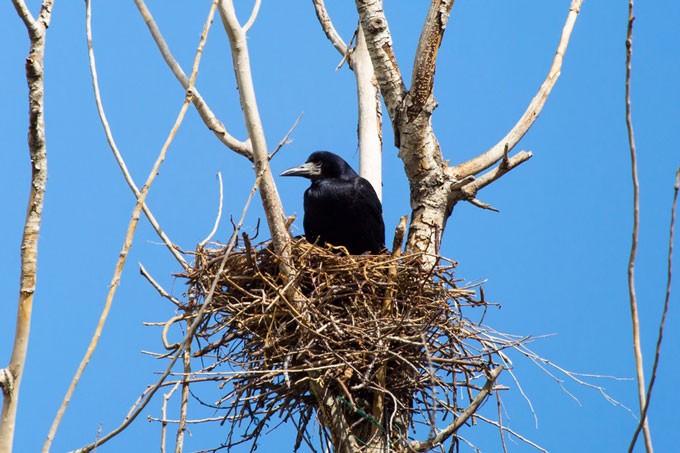 Какой штраф ждёт нарушителей за уничтожение гнёзд птиц