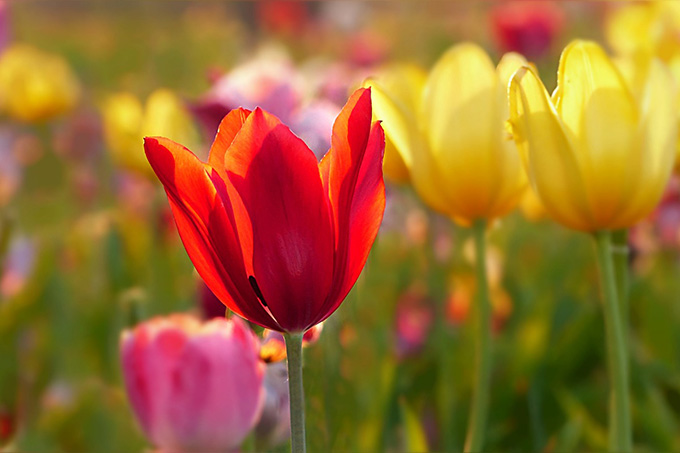 Когда в Мстиславле состоится концерт, посвящённый Дню женщин