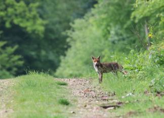 За ДТП с дикими животными можно получить страховку.