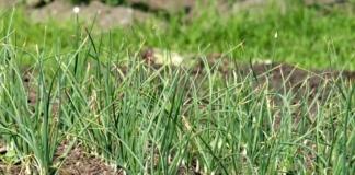 12 мая огородникам нужно отказаться от посадки растений.