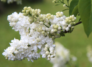 За что белорусов оштрафуют на 1260 рублей.