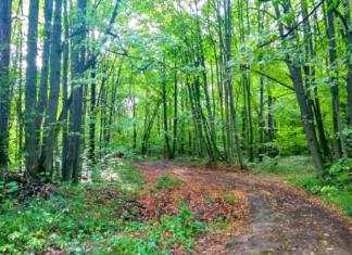 Мстиславчанам запретили посещать лес.