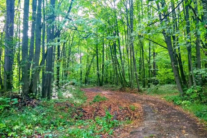 Мстиславчанам запретили посещать лес.