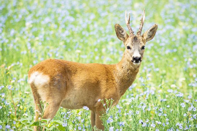 Когда откроется сезон охоты на европейскую косулю