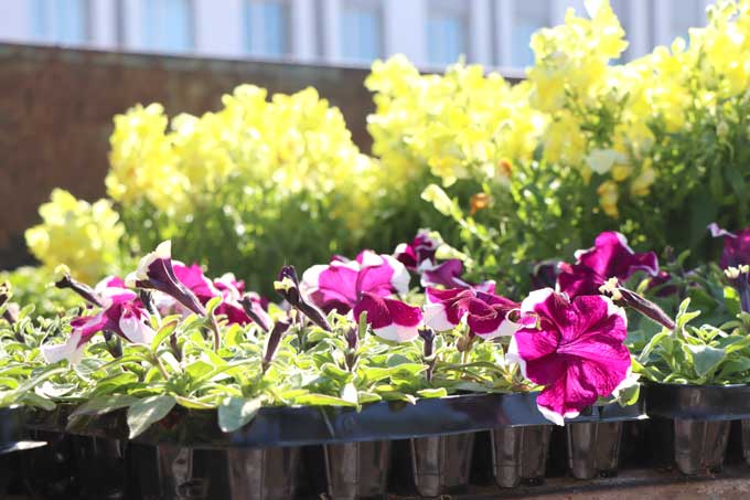 Коммунальщики высаживают цветы на улицах райцентра