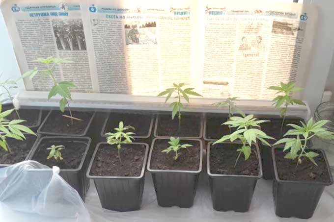 За «рассаду» на окнах мужчине грозит 3 года тюрьмы.