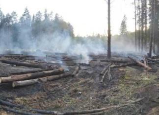 Помощник вальщика леса покурил на 168 000 рублей.