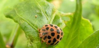 Новый картофельный вредитель. Чем он опасен.