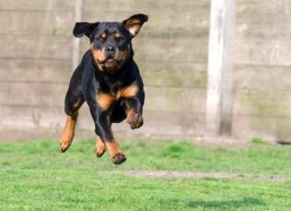 На шестилетнего ребёнка напал ротвейлер.