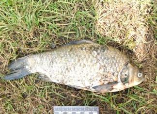 Белорусские рыбаки выловили рыбы на 17 000 рублей.