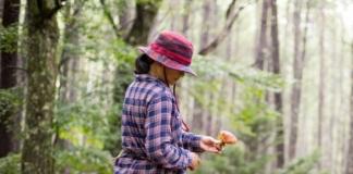 За что грибникам грозит штраф до 20 базовых величин.