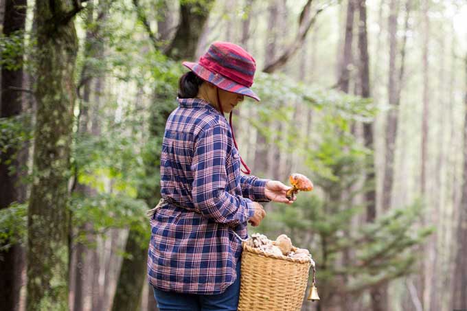 За что грибникам грозит штраф до 20 базовых величин.