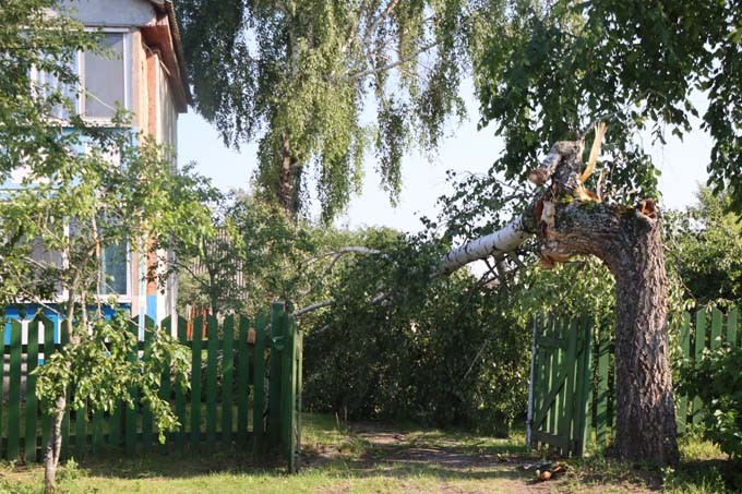 В Мстиславском районе сильный ветер валил деревья и срывал крыши