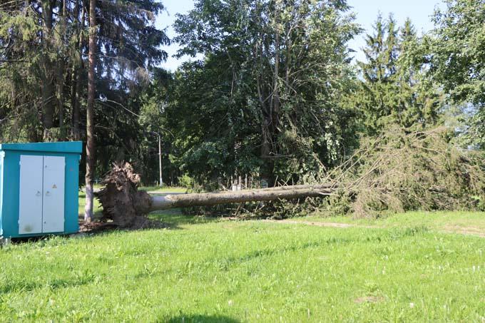 В Мстиславском районе сильный ветер валил деревья и срывал крыши