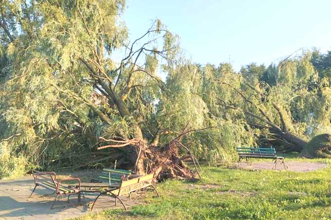 В Мстиславском районе сильный ветер валил деревья и срывал крыши