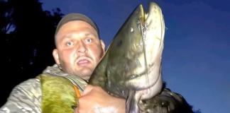 Рыбаки выловили в реке сома с размером человеческого роста.