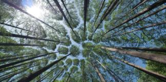 В Беларуси сняты ограничения на посещение лесов