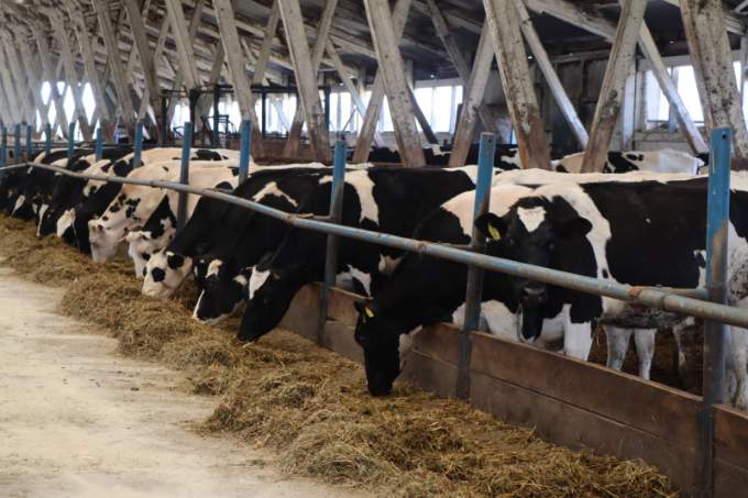 Животноводческая отрасль. О чем говорили на выездном совещании