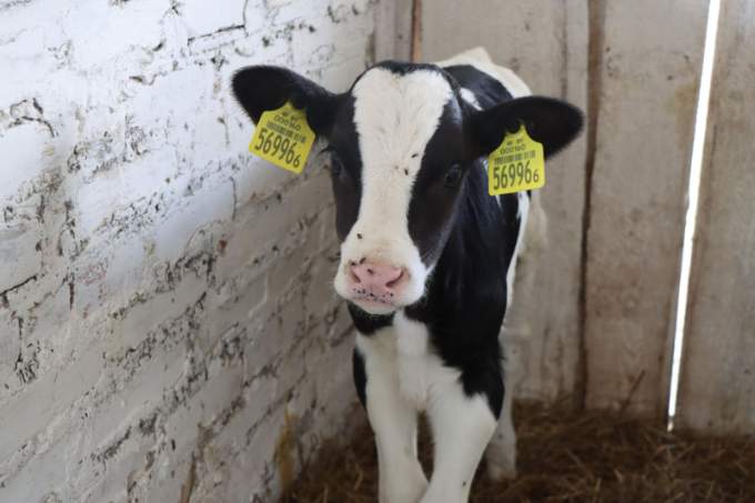 Животноводческая отрасль. О чем говорили на выездном совещании