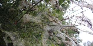 Карантин ввели в трёх деревнях Беларуси.