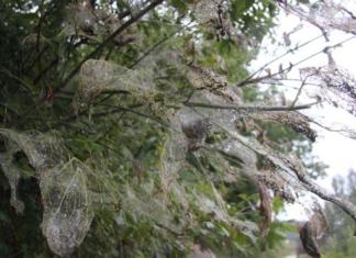 Карантин ввели в трёх деревнях Беларуси.