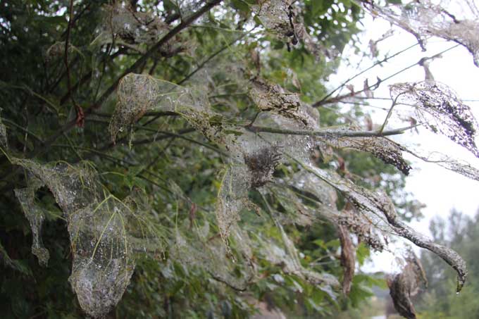 1680281823_animals-pibig-info-p-amerikanskaya-belaya-babochka-karantinnii-72 Карантин ввели в трёх деревнях Беларуси.