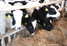 Доярка отстояла право на льготную пенсию в суде.