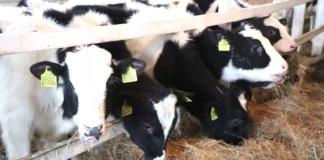 Доярка отстояла право на льготную пенсию в суде.