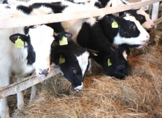 Доярка отстояла право на льготную пенсию в суде.