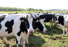 В Шкловском районе животным скармливали корма с плесенью.