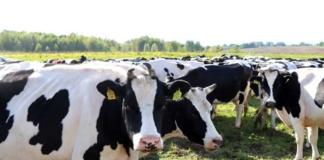 В Шкловском районе животным скармливали корма с плесенью.