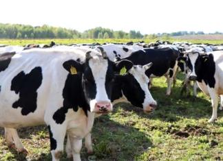 В Шкловском районе животным скармливали корма с плесенью.