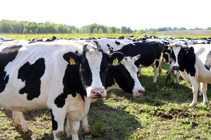 В Шкловском районе животным скармливали корма с плесенью.