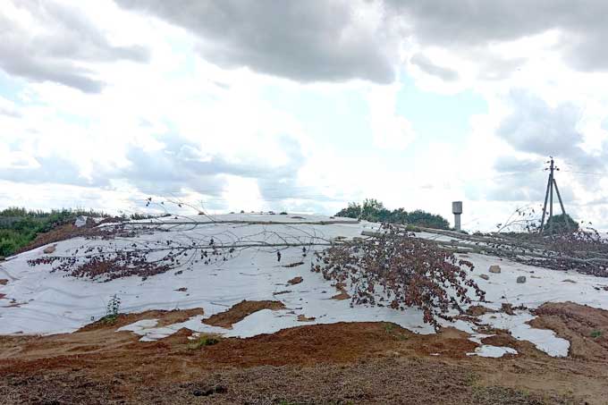 корма Руководитель ОАО «СГЦ Вихра» оштрафован за нарушения при заготовке кормов.