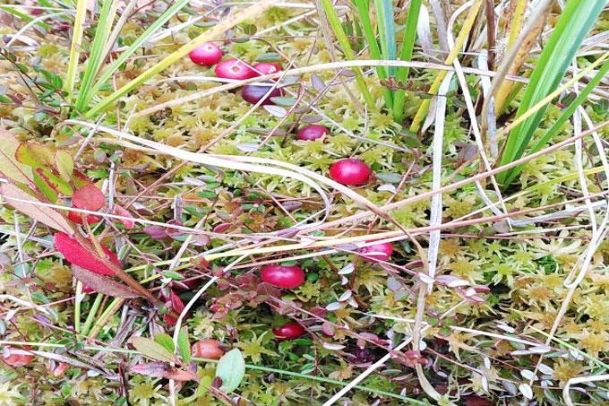 Узнали, когда можно собирать бруснику и клюкву