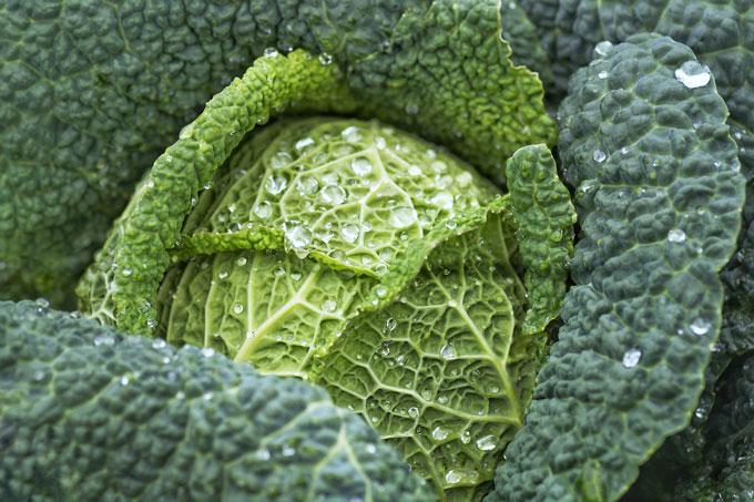 savoy-cabbage-7102903_1280