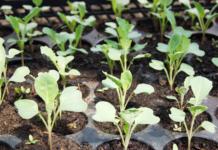 Как можно использовать соду в саду и огороде