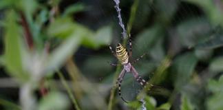 Что необычного заметили под Могилёвом