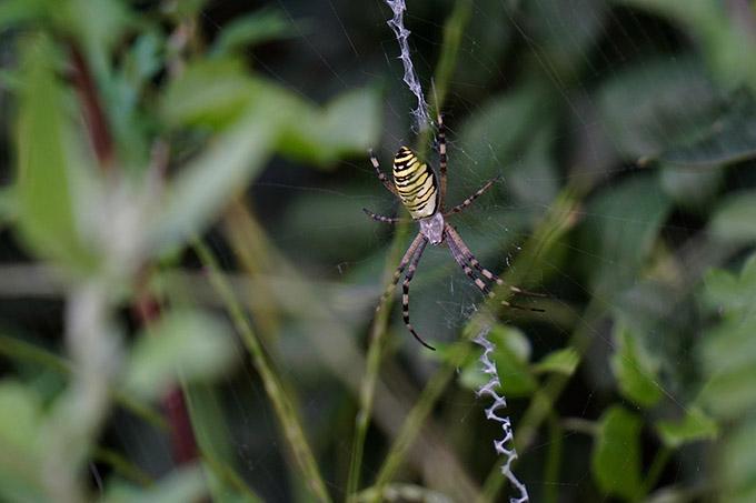 Что необычного заметили под Могилёвом